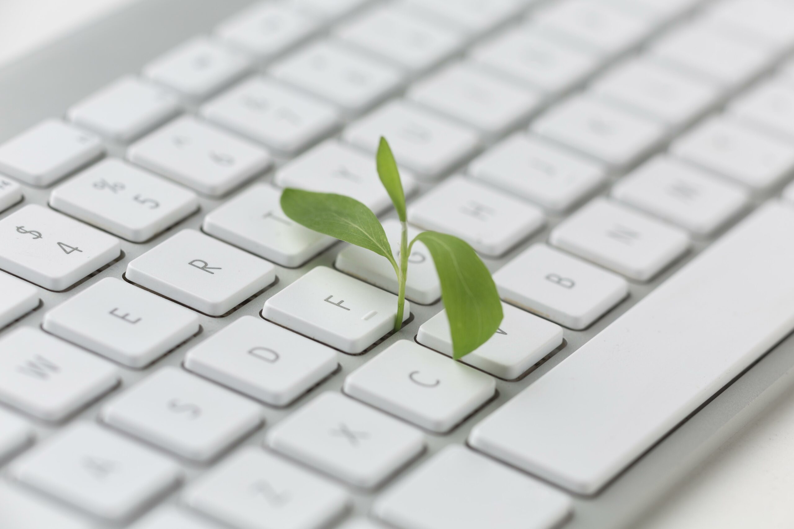 Keyboard With Small Plant